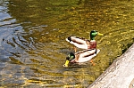 DSC_0209.jpg