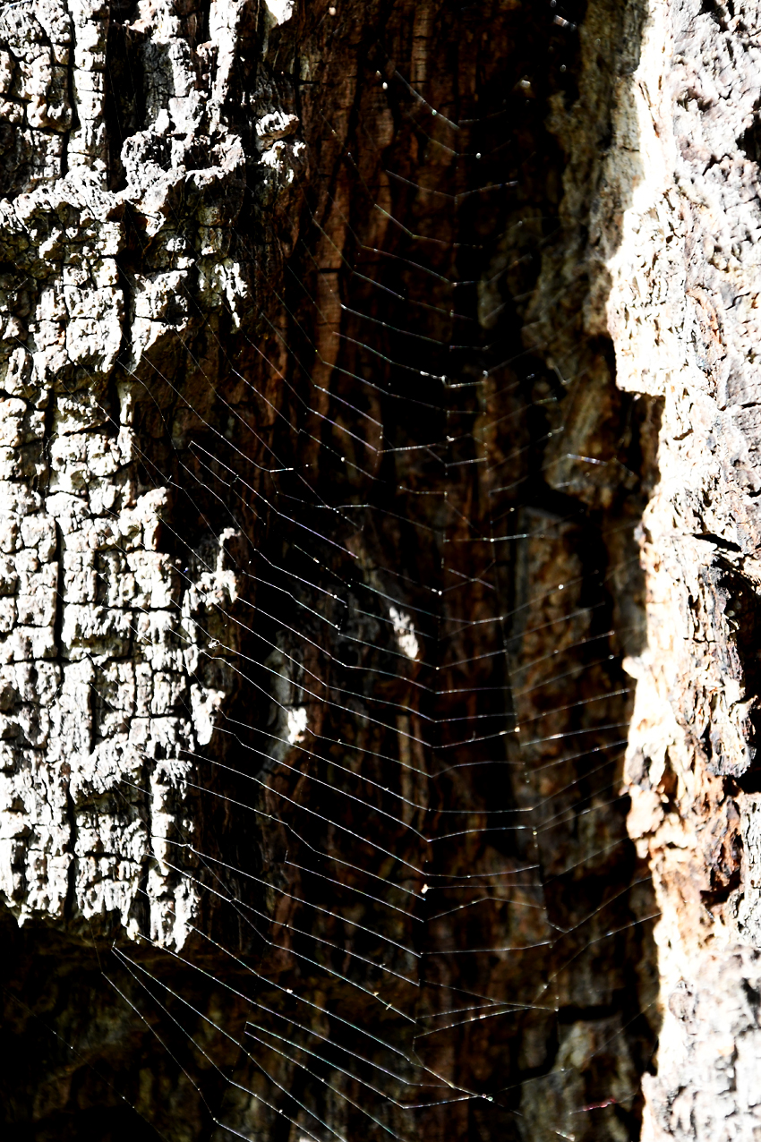 DSC_0293.jpg