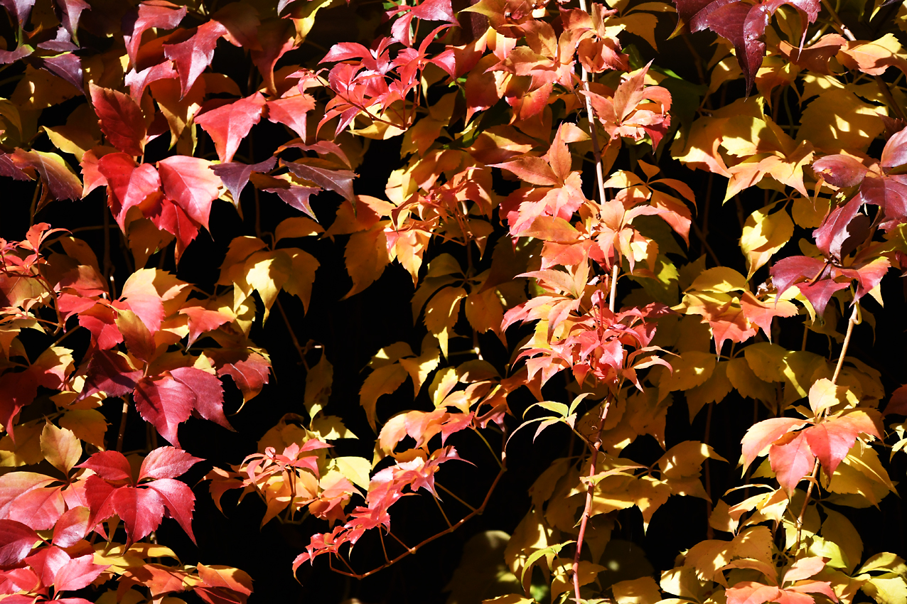 DSC_0300.jpg