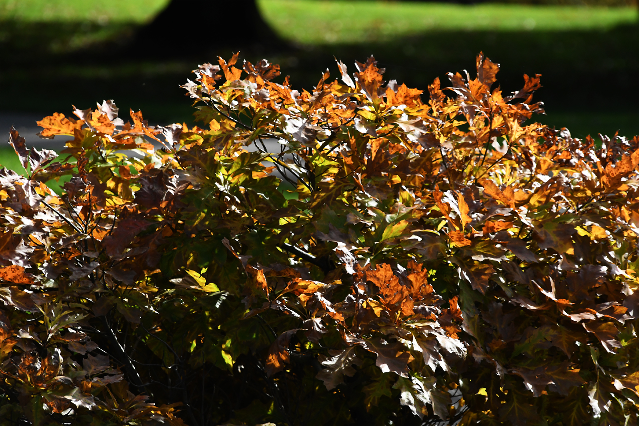 DSC_0320.jpg