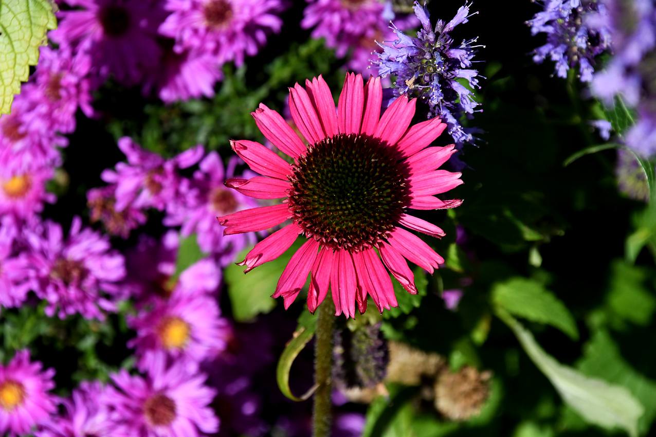 DSC_0335.jpg