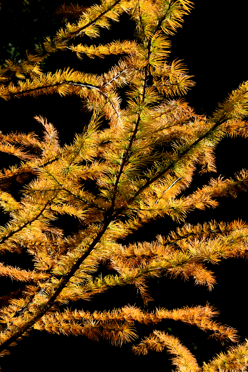 DSC_0342.jpg