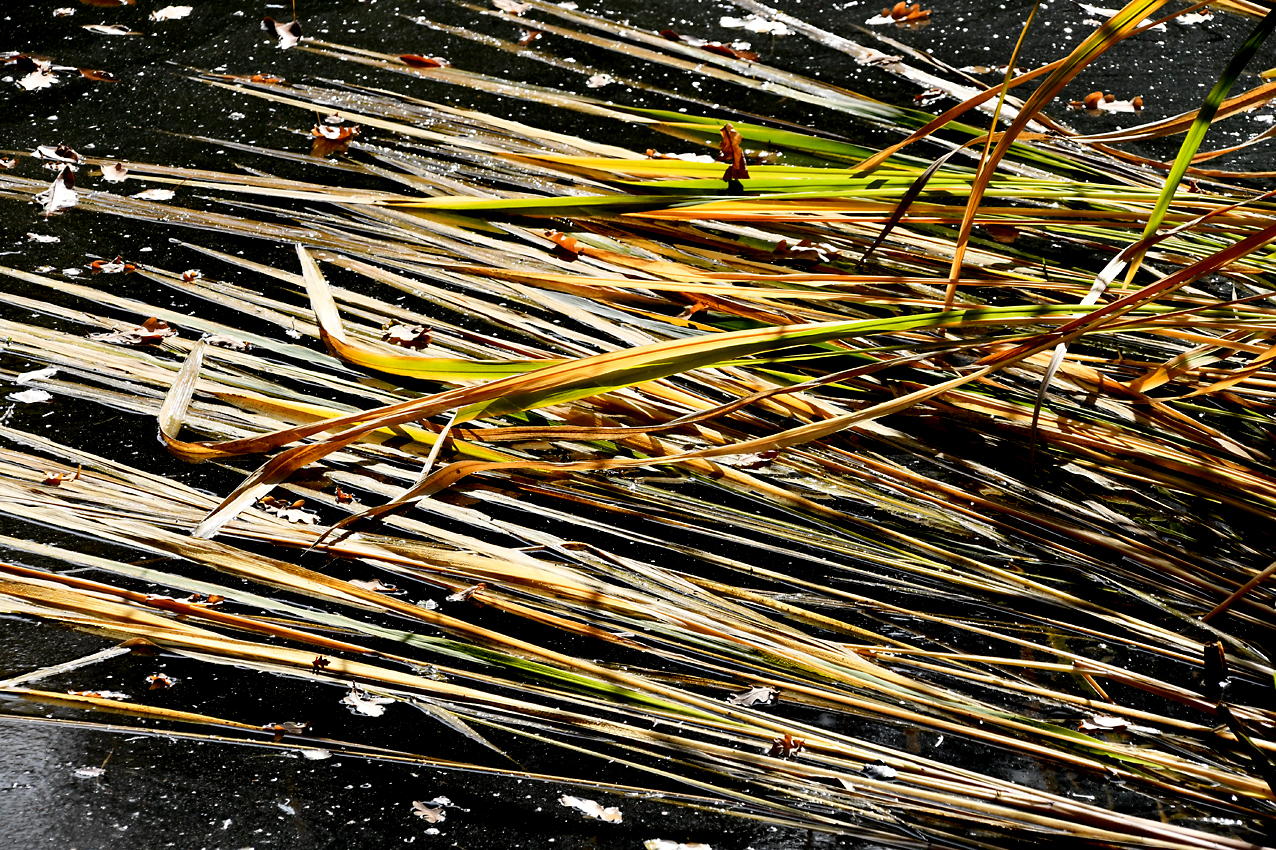DSC_0345.jpg