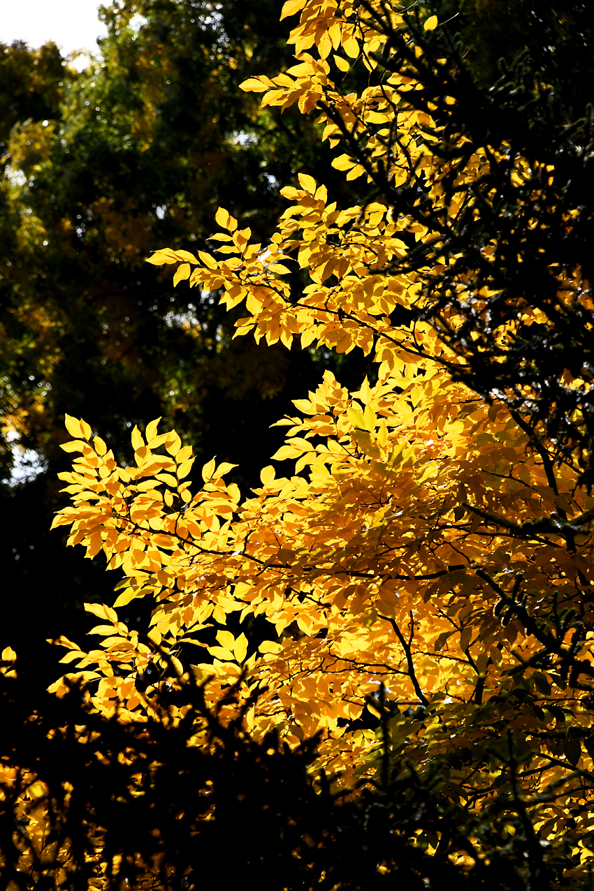 DSC_0354.jpg
