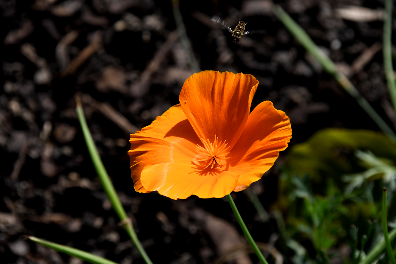 DSC_0363.jpg