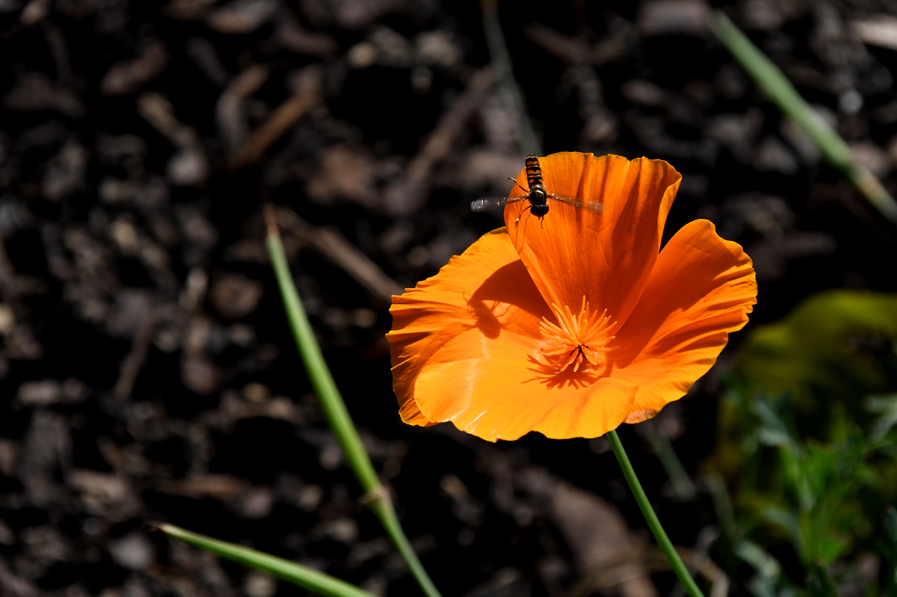 DSC_0365.jpg
