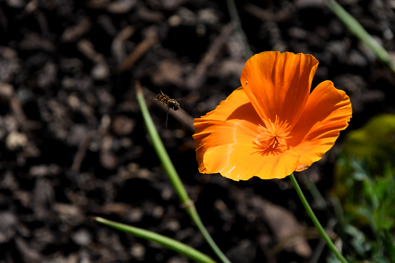 DSC_0369.jpg