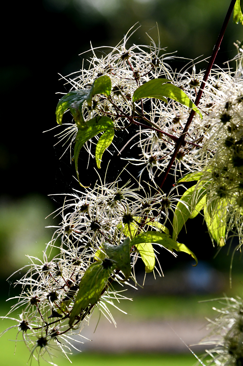 DSC_0372.jpg