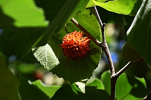 DSC_0288.jpg