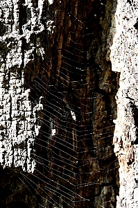 DSC_0293.jpg