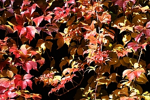 DSC_0300.jpg