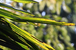 DSC_0303.jpg
