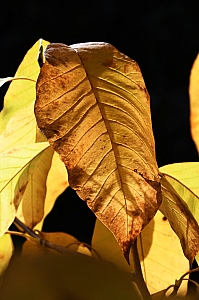 DSC_0307.jpg