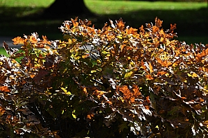 DSC_0320.jpg