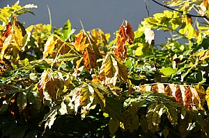DSC_0328.jpg