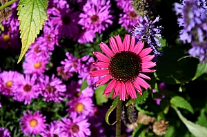 DSC_0334.jpg