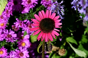 DSC_0335.jpg