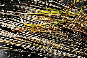 DSC_0345.jpg