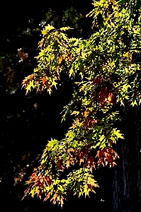 DSC_0356.jpg