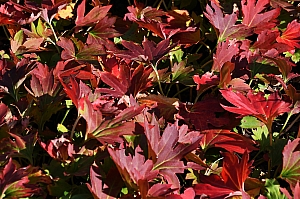 DSC_0361.jpg