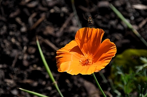 DSC_0364.jpg