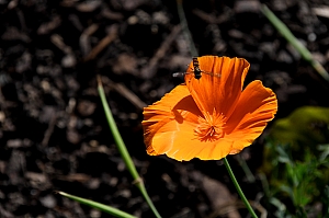 DSC_0365.jpg