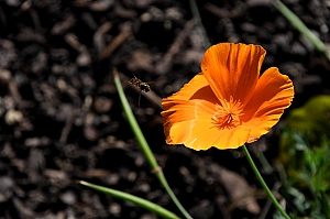 DSC_0369.jpg