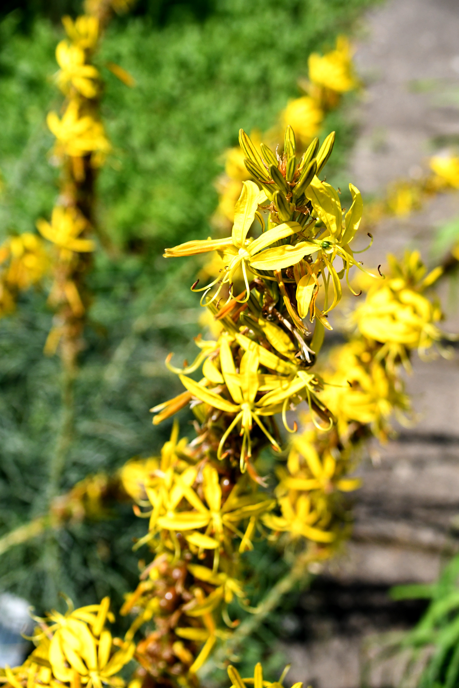 DSC_0622-web.jpg