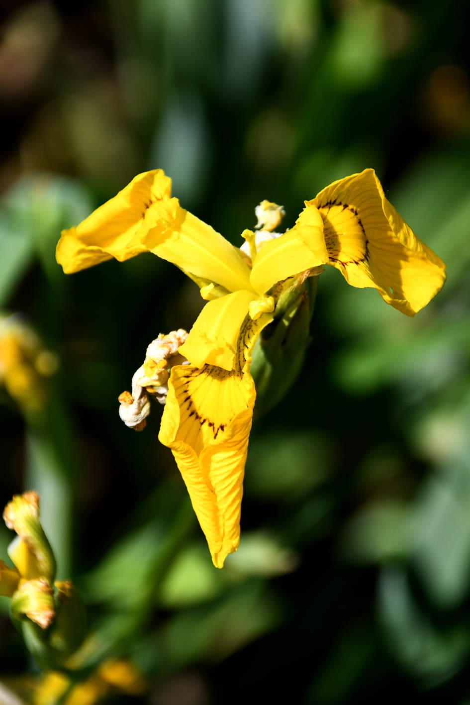 DSC_0627-web.jpg