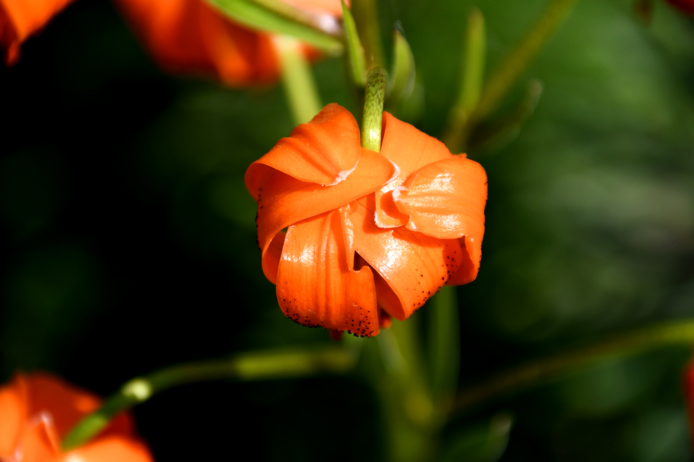 DSC_0631-web.jpg