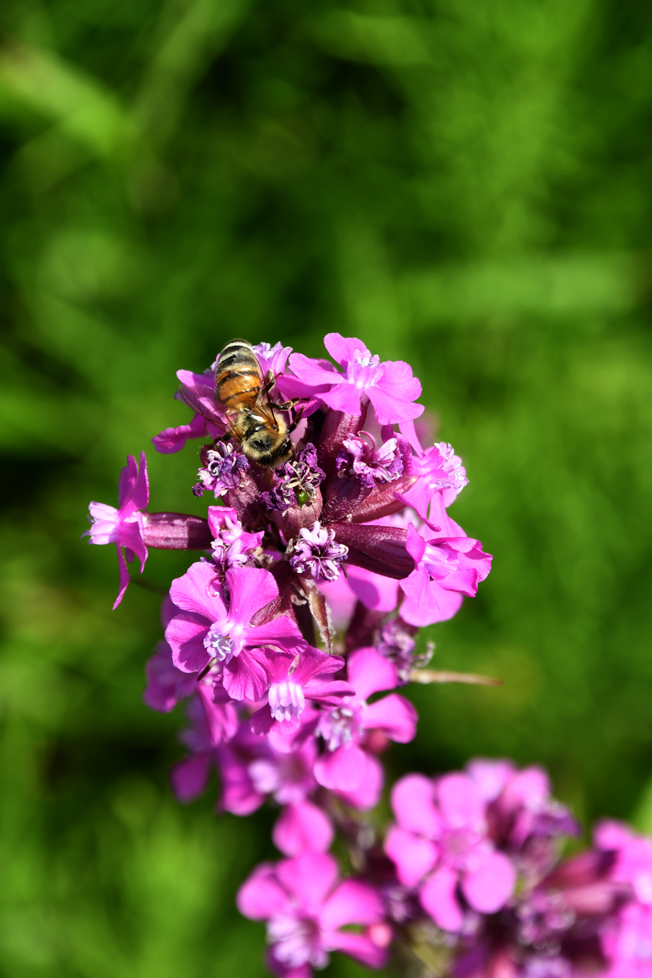 DSC_0637-web.jpg