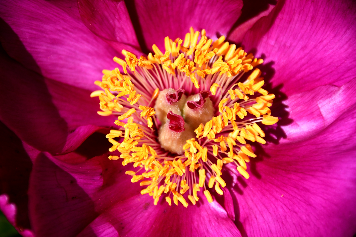 DSC_0654-web.jpg