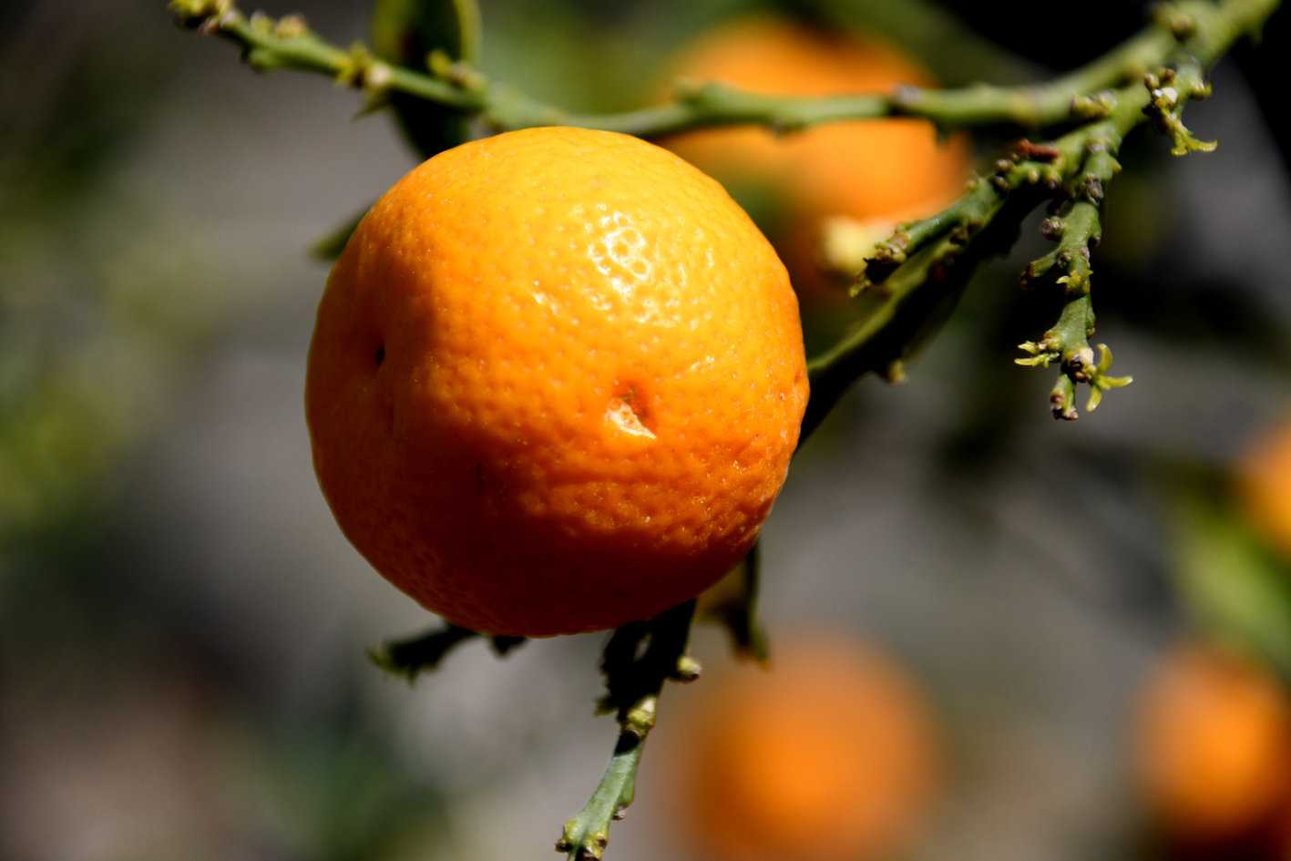 DSC_0670-web.jpg