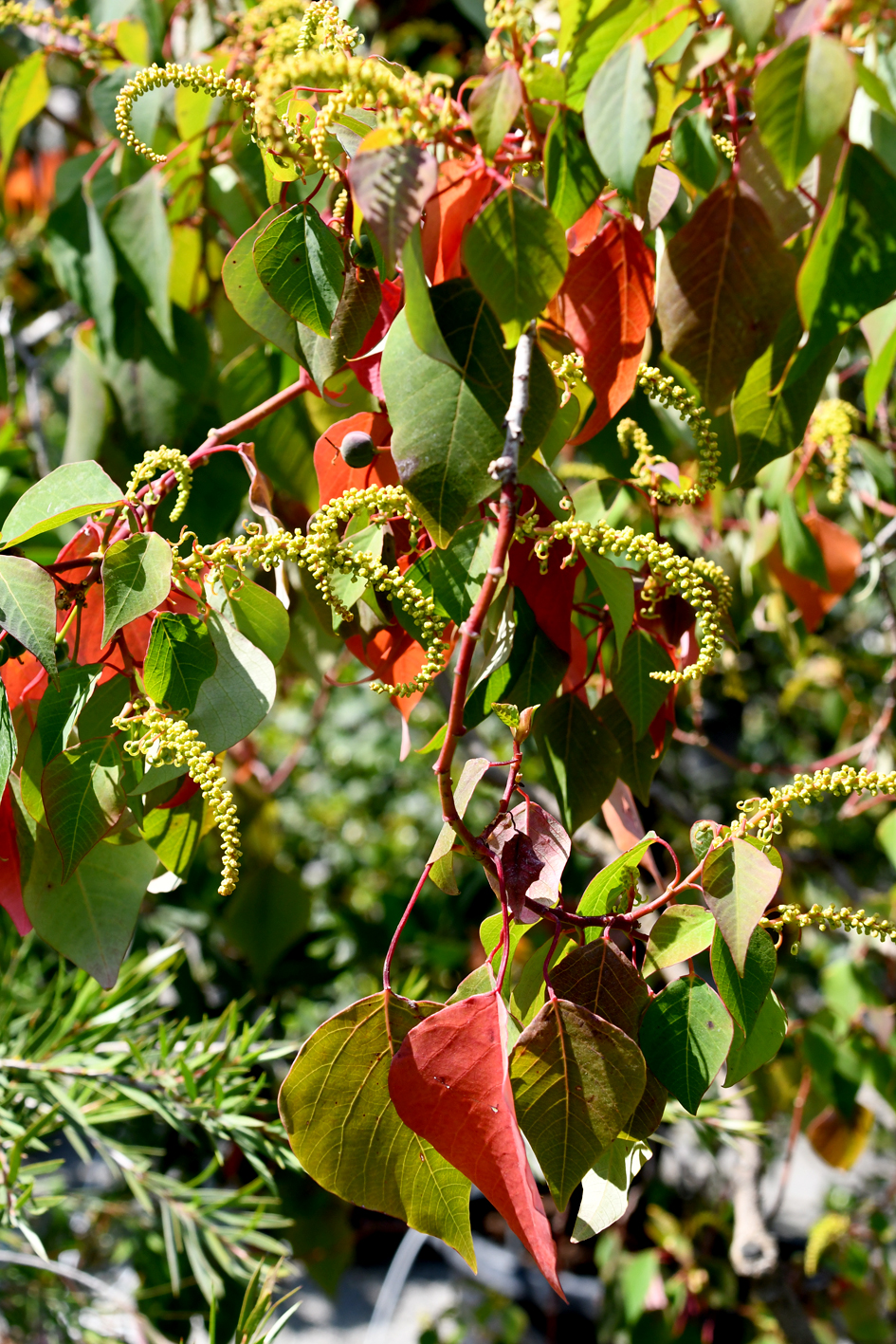DSC_0674-web.jpg