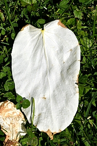 DSC_0618-web.jpg
