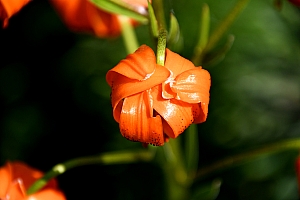 DSC_0631-web.jpg