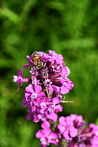DSC_0637-web.jpg