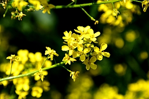 DSC_0640-web.jpg