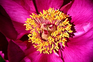 DSC_0654-web.jpg