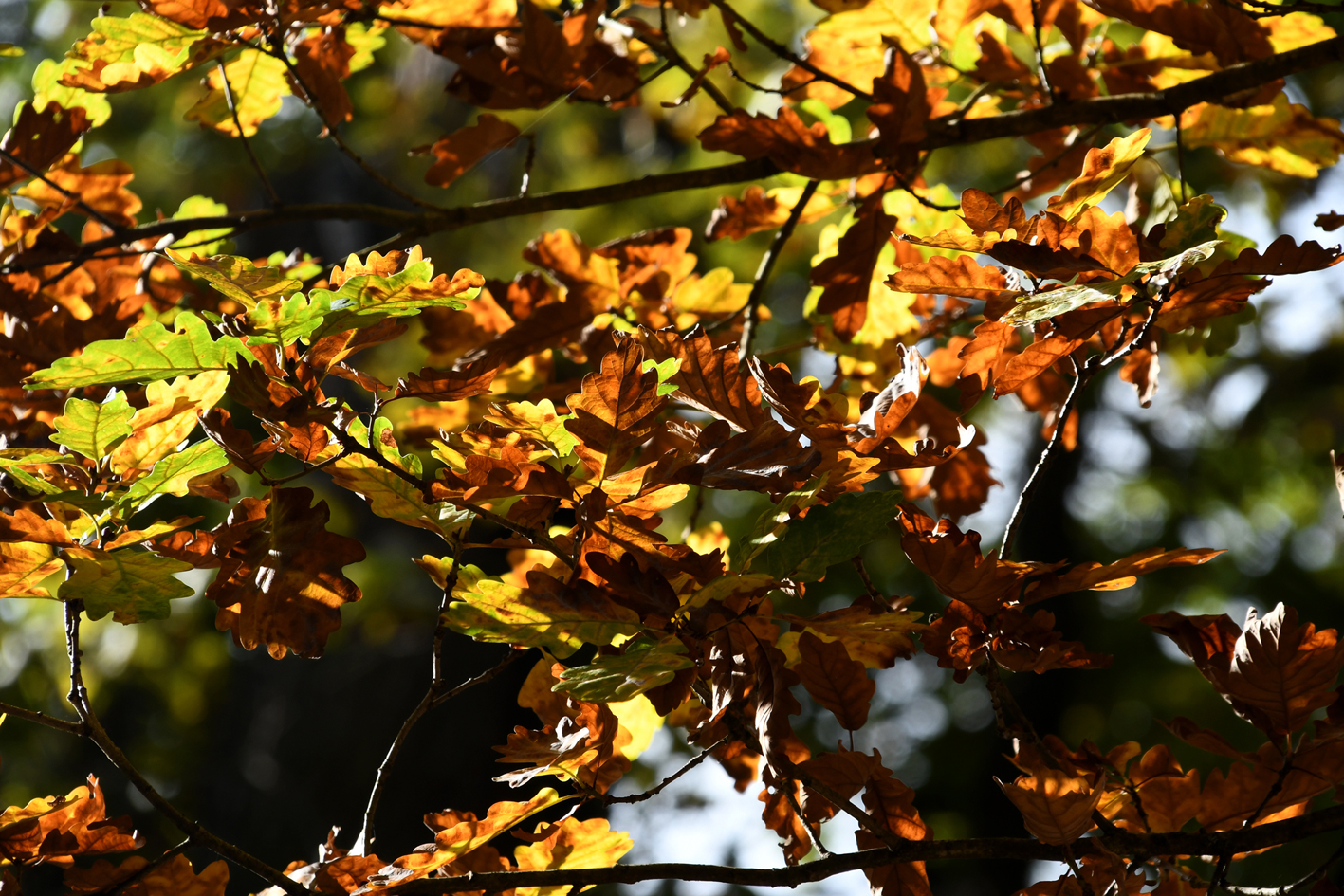 DSC_1160-web.jpg