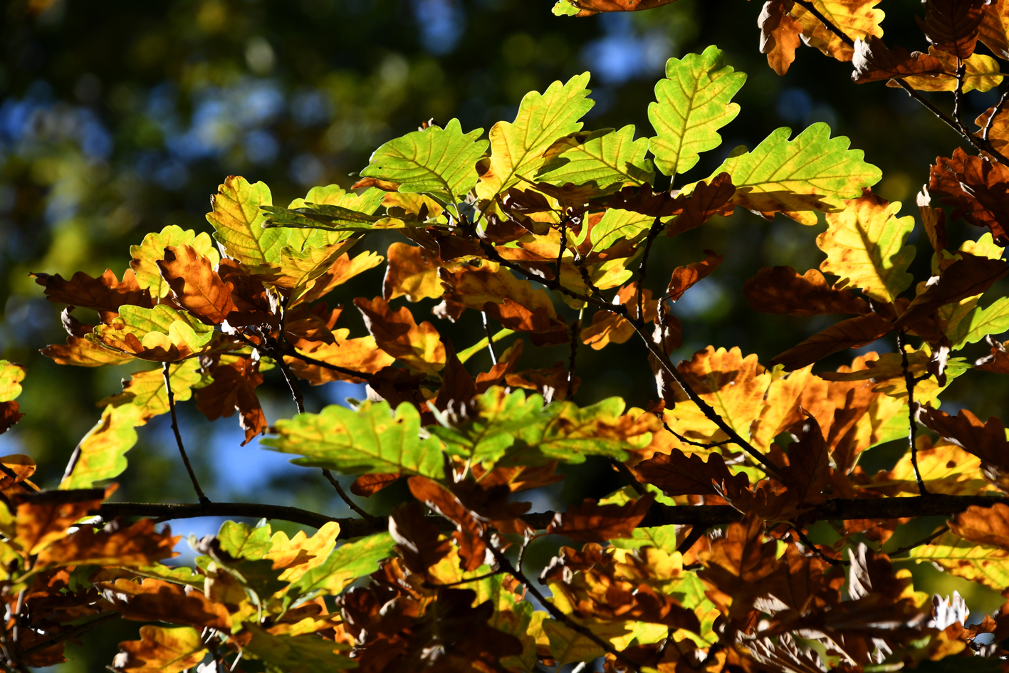 DSC_1163-web.jpg