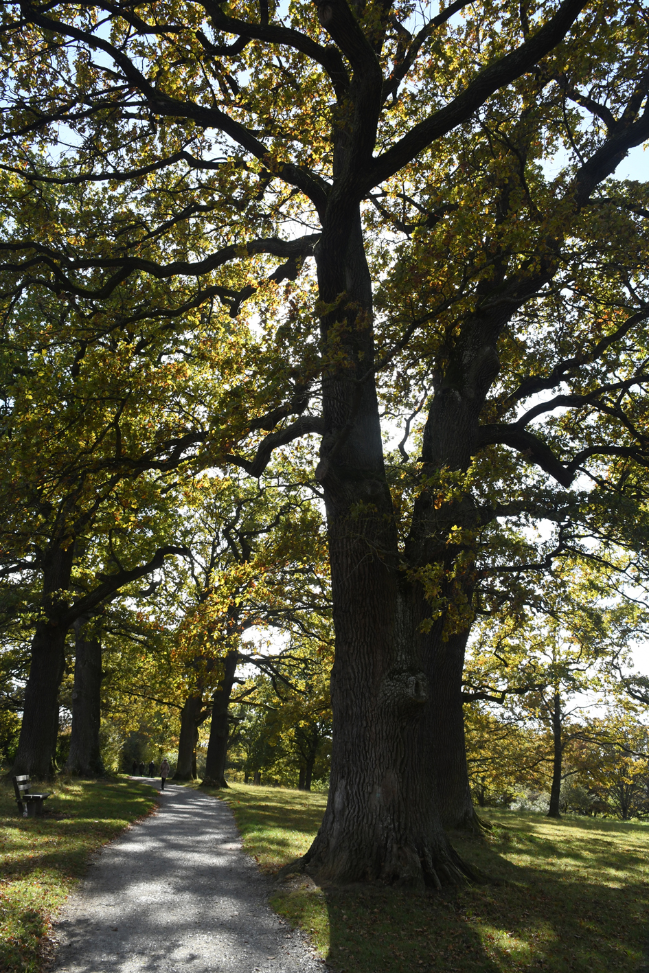 DSC_1169-web.jpg