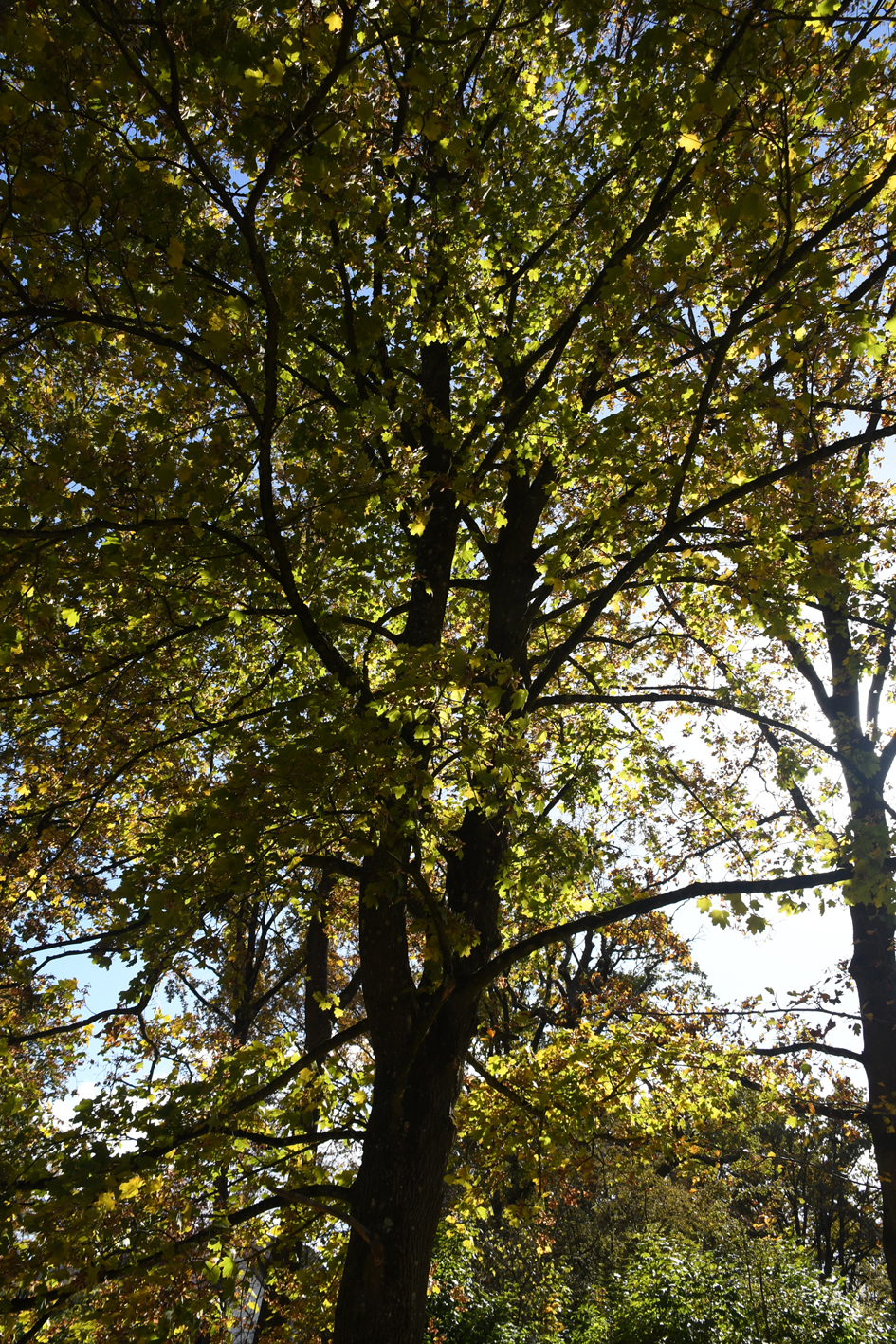 DSC_1171-web.jpg