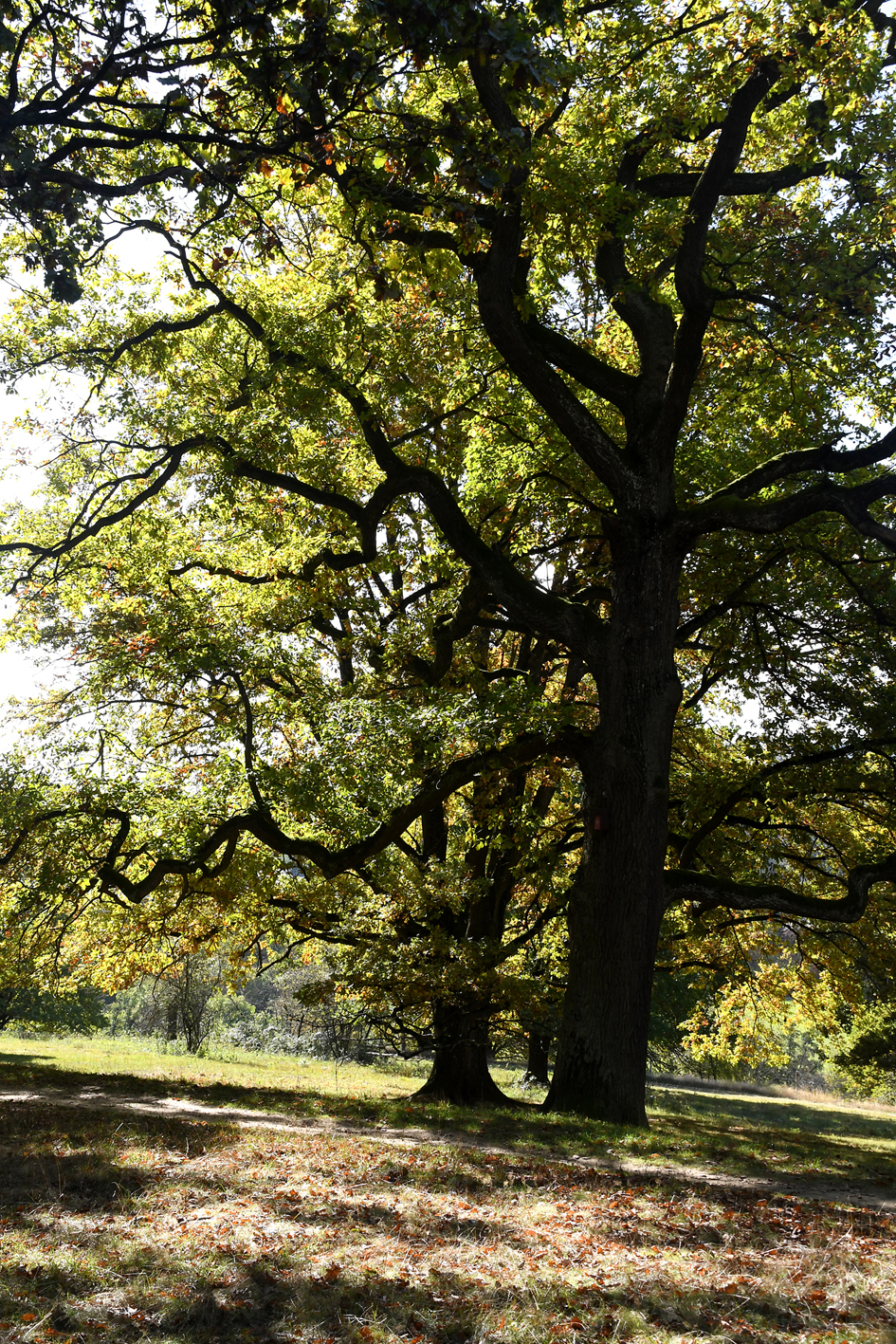 DSC_1179-web.jpg