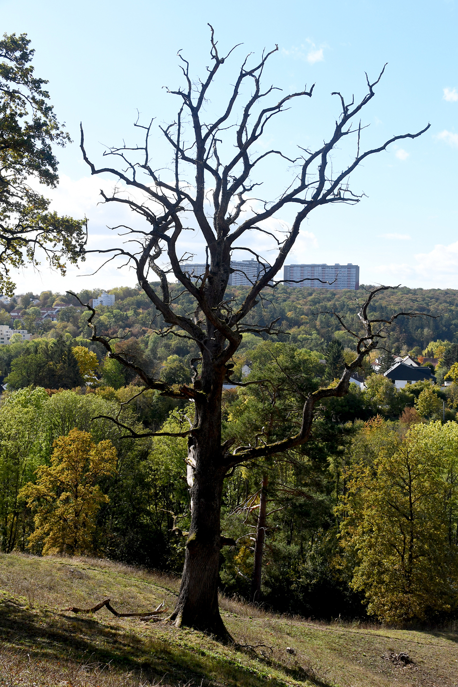 DSC_1183-web.jpg