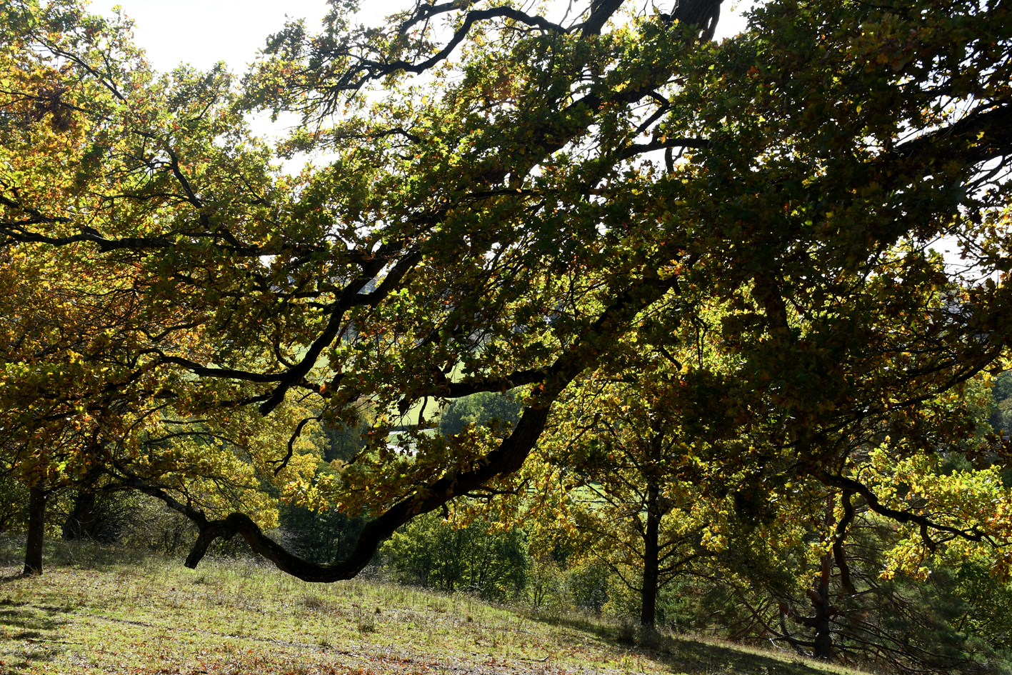 DSC_1186-web.jpg