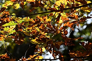DSC_1160-web.jpg