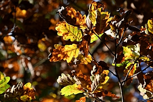 DSC_1161-web.jpg