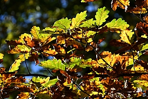 DSC_1163-web.jpg