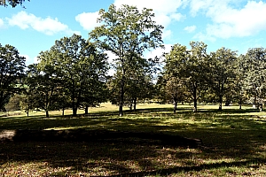 DSC_1166-web.jpg